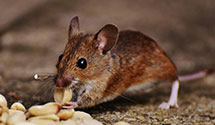 24 Hour & Emergency Exterminators in Foxport, KY